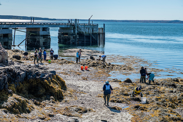 Students study study sealife at a local waterfront at low tide. A dock is in the background.
