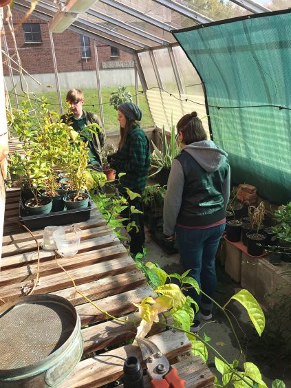 Students in the UMM campus greenhouse