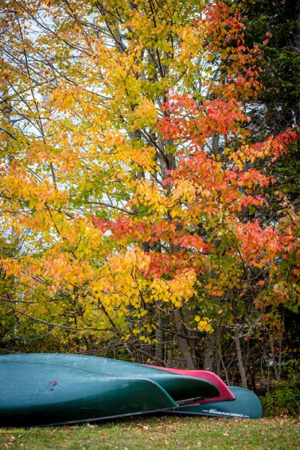 Kayaks resting in the grass, trees with autumn leaves in the background