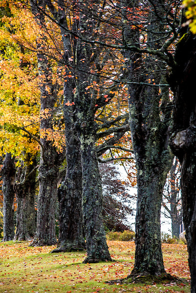 Trees lining the campus grounds