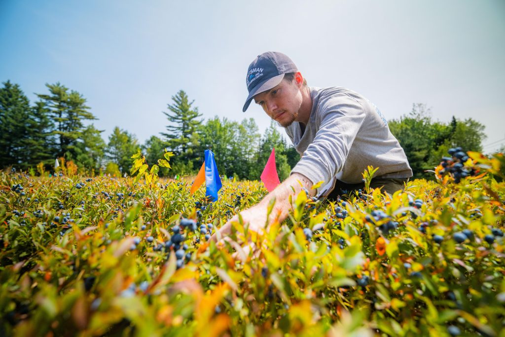 A student kneels in a wild blueberry field. He's wearing a gray shirt and hat.