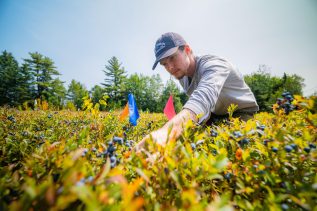 A student kneels in a wild blueberry field. He's wearing a gray shirt and hat.