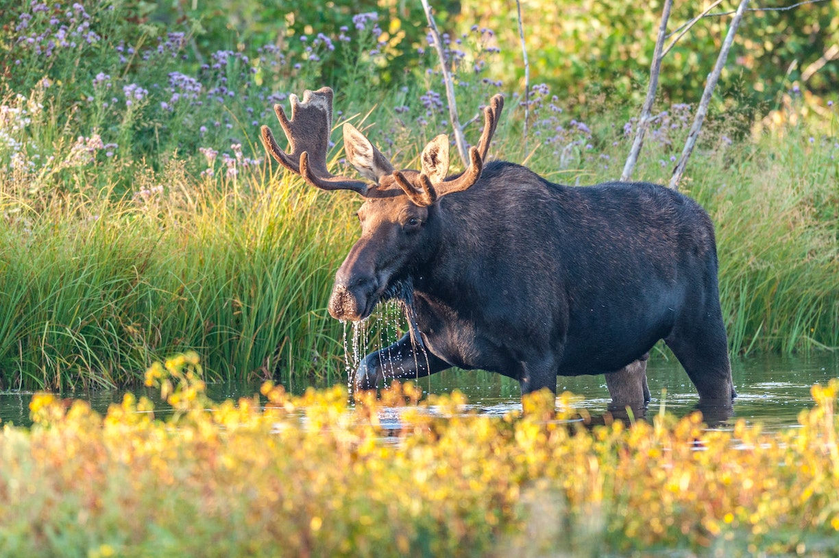 Moose in the Wild. Link to Conservation Law