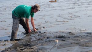 A student wearing waders shown casting a net on a mudflat