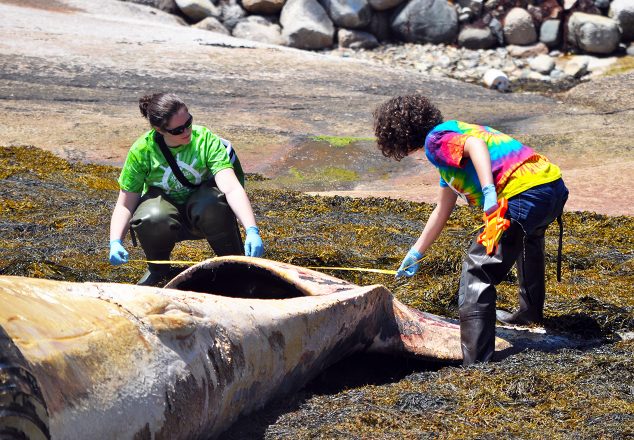 Students with beached whale