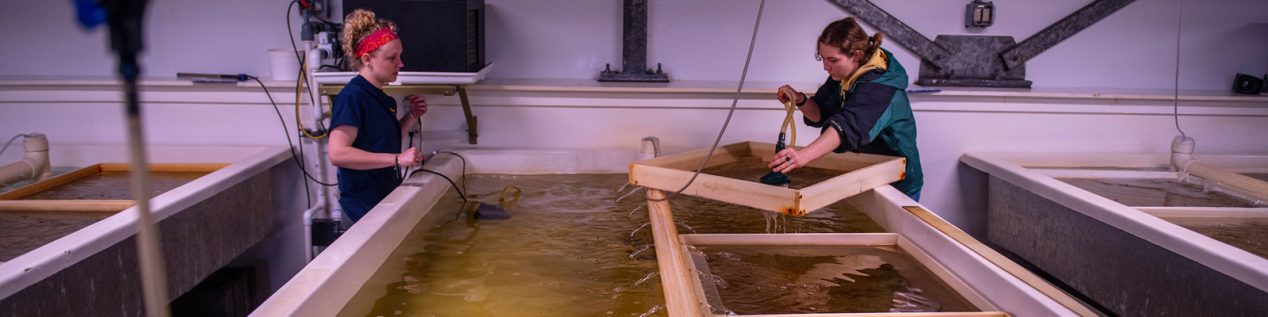 students working in marine tanks