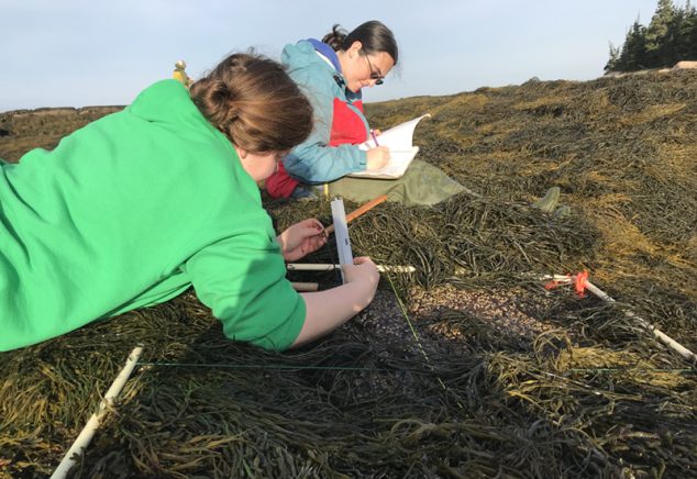 Students measuring rockweed on the shore