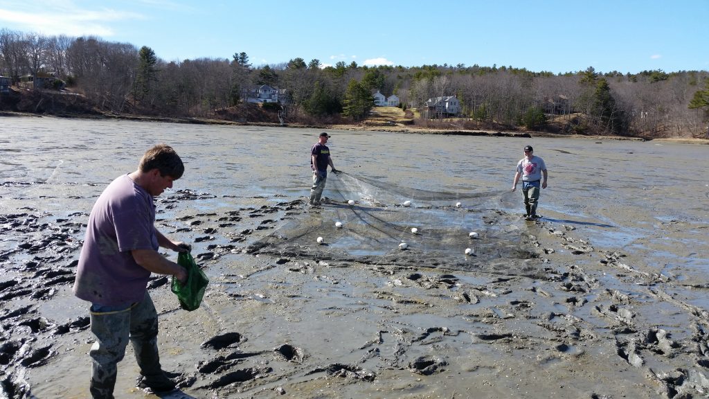 Cause of Maine Clam Decline Identified UMaine Machias News