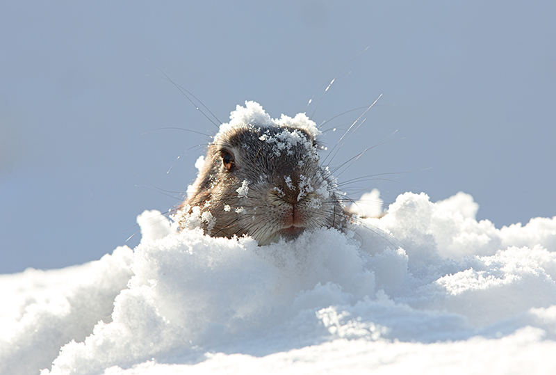 Groundhog in snow