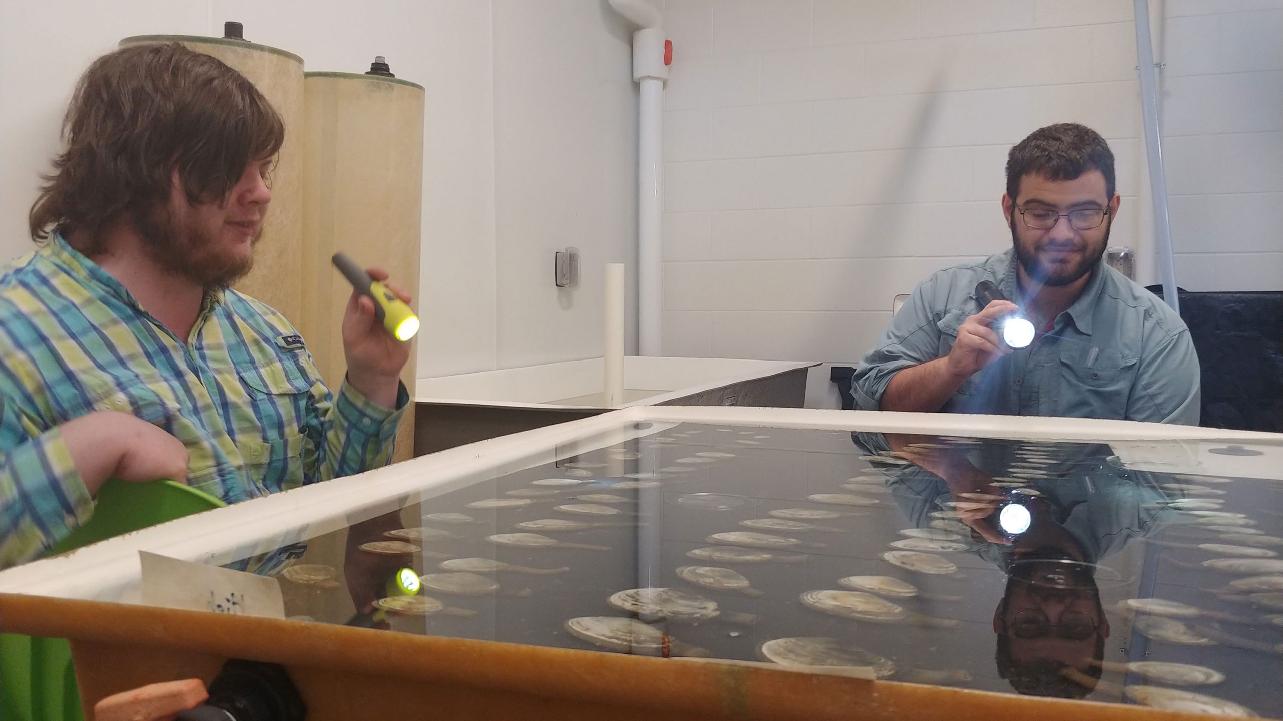 Two students are shown shining flashlights on a glass case that appears to be full of evenly spaced shellfish