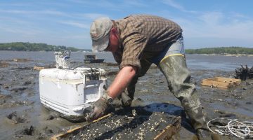 Brian Beal works on the mud flats of Downeast Maine