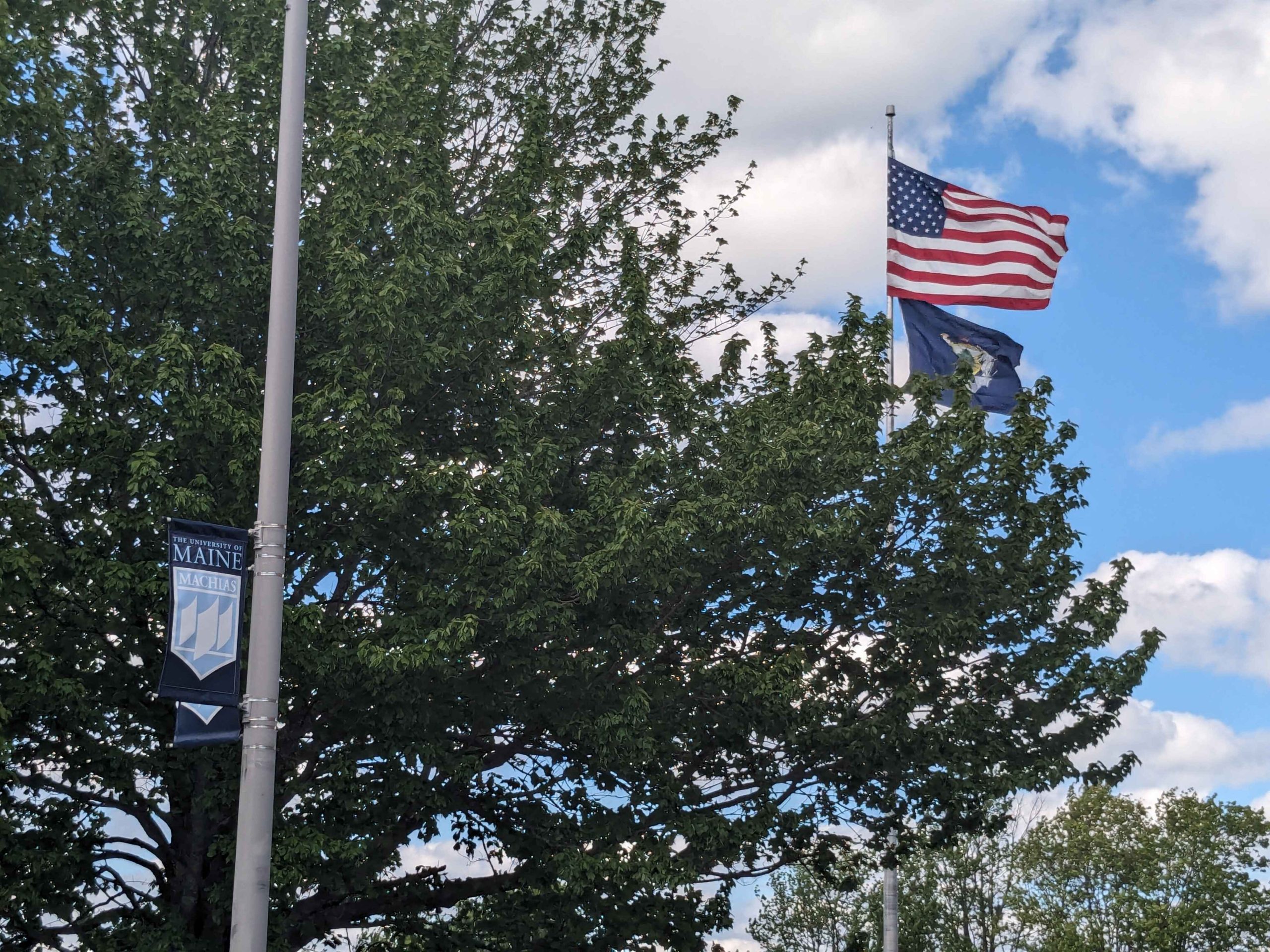 A tree in bloom on campus with a Machias pole flag on the left and the US and Maine flags flying in the background on the right.