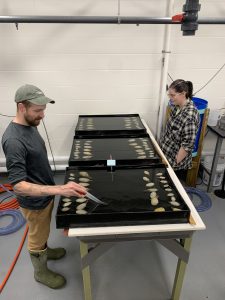 Students pose on either side of a table as they monitor clams. 