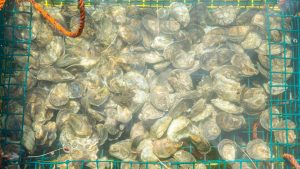 Many clams in a basket made to sustain the ocean water.