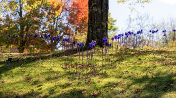 A photo of pinwheels on a hill.