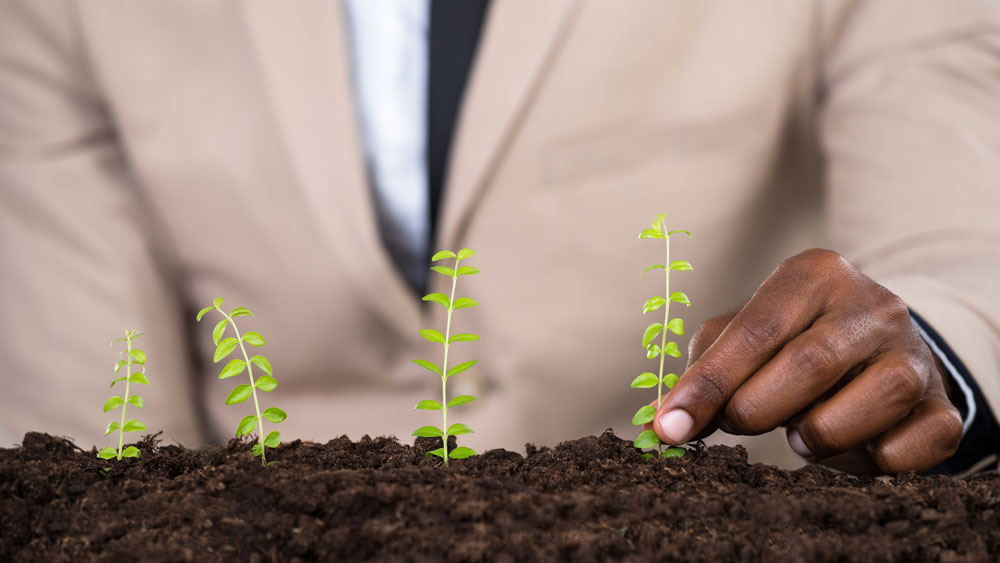 Person planting seeds