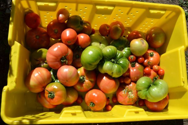 A bucket of tomatoes