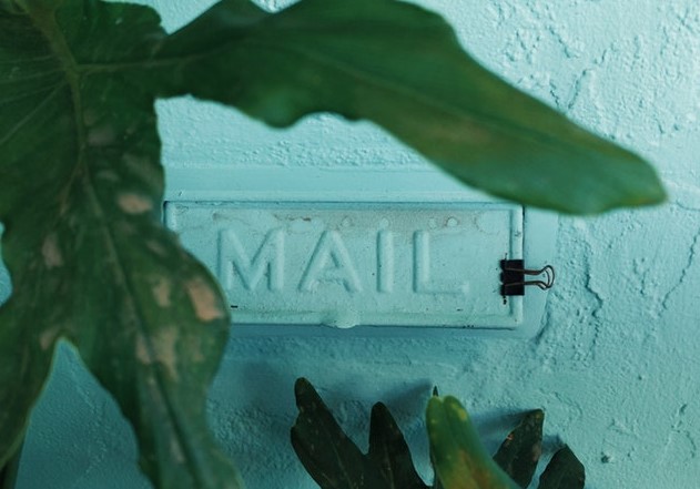 Photograph of a mail slot in a wall behind a green plant