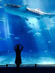 child watching a shark in a tank in at an aquarium