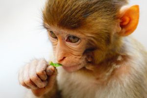 adorable baby monkey eating a leaf
