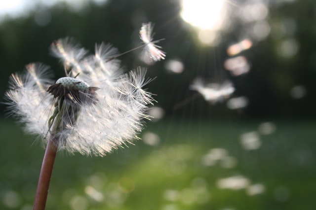 dandelion seed being blown in the wind