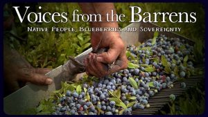 A close up of blueberries being raked with the words "voices from the barrens"